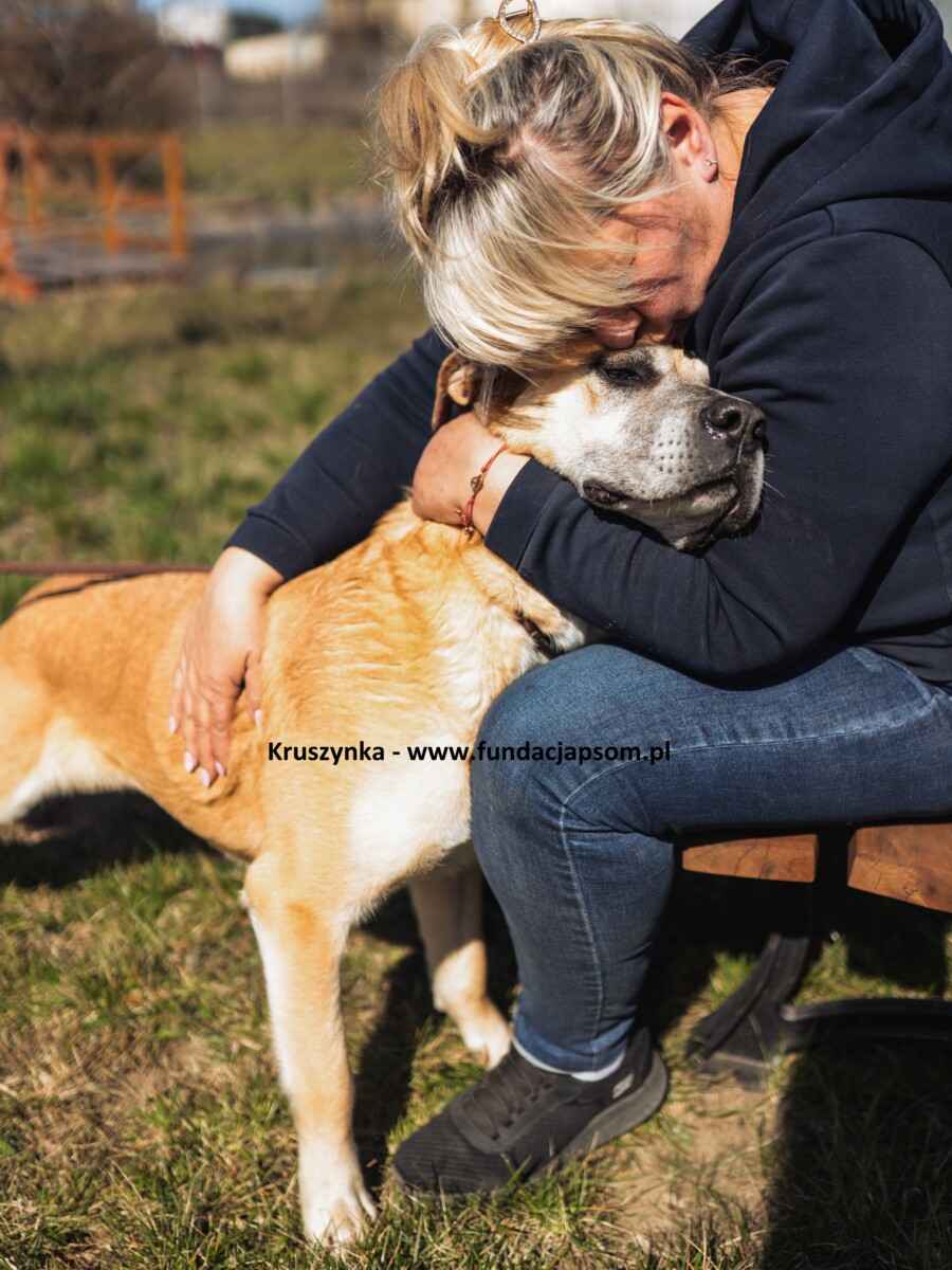 Kruszynka – dzielna, kochana sunia szuka swojego domu Olsztyn - zdjęcie 2