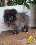 Pomeranian Szpic Miniaturowy Barcin - zdjęcie 5