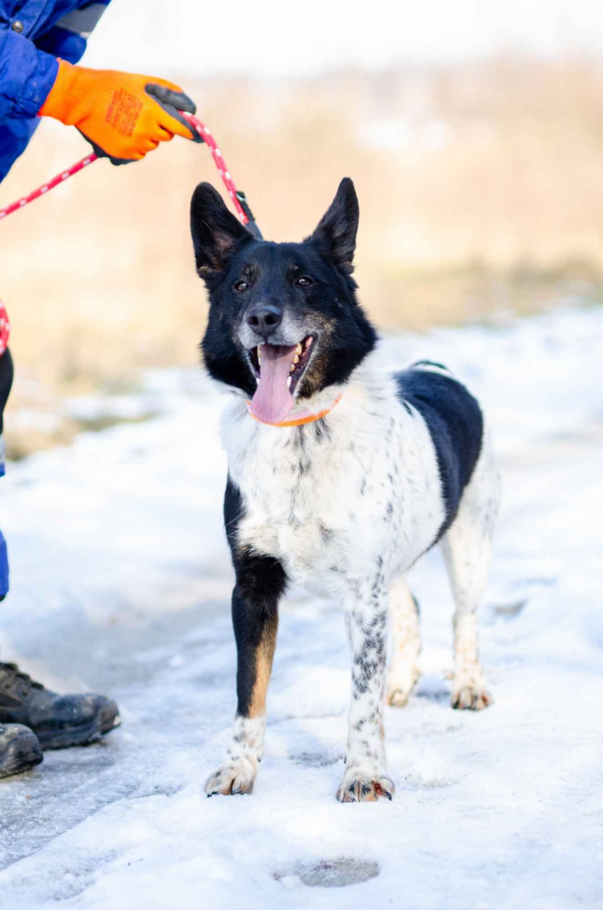 Łatek - pies do rany przyłóż szuka domu! Olsztyn - zdjęcie 1