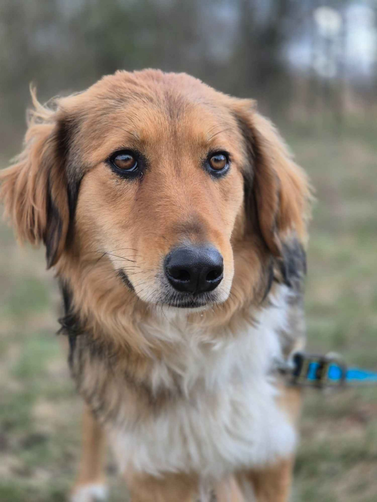 Sofi - pełna życia, wesoła, młodziutka sunia! Olsztyn - zdjęcie 1