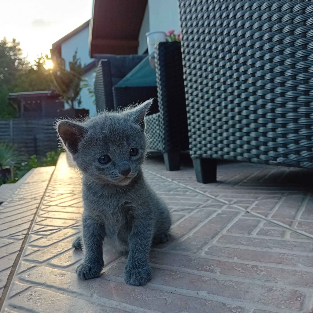 Sprzedam kocięta niebieskie rosyjskie Starogard Gdański - zdjęcie 3
