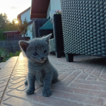 Sprzedam kocięta niebieskie rosyjskie Starogard Gdański - zdjęcie 3