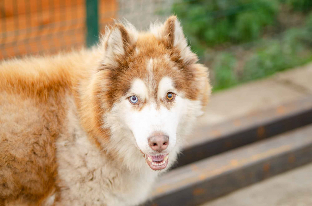 Drako - piękny malamut z wielką osobowością Olsztyn - zdjęcie 1