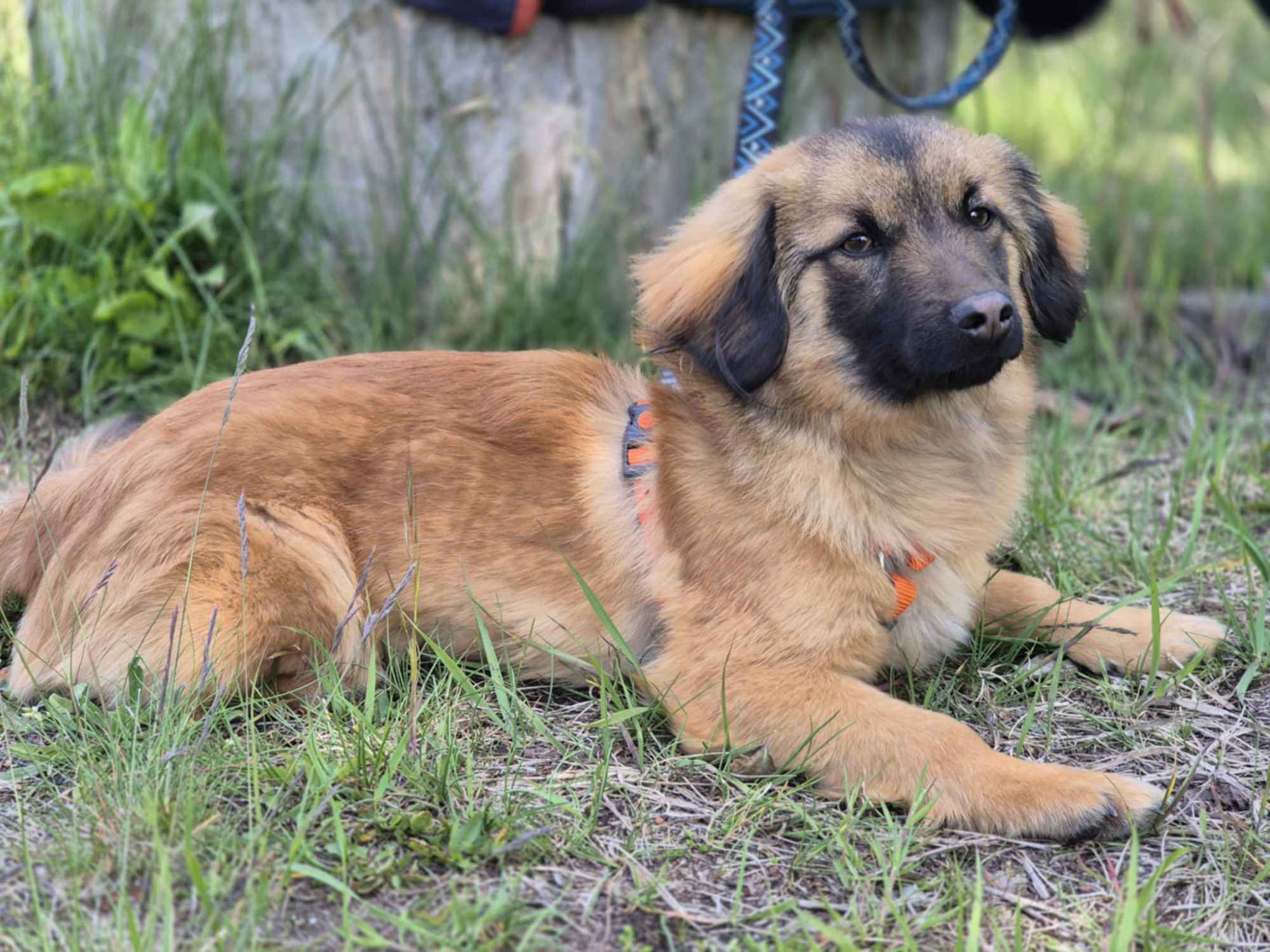 Cudowny Bursztynek - malutkie szczęście do pokochania! Olsztyn - zdjęcie 3