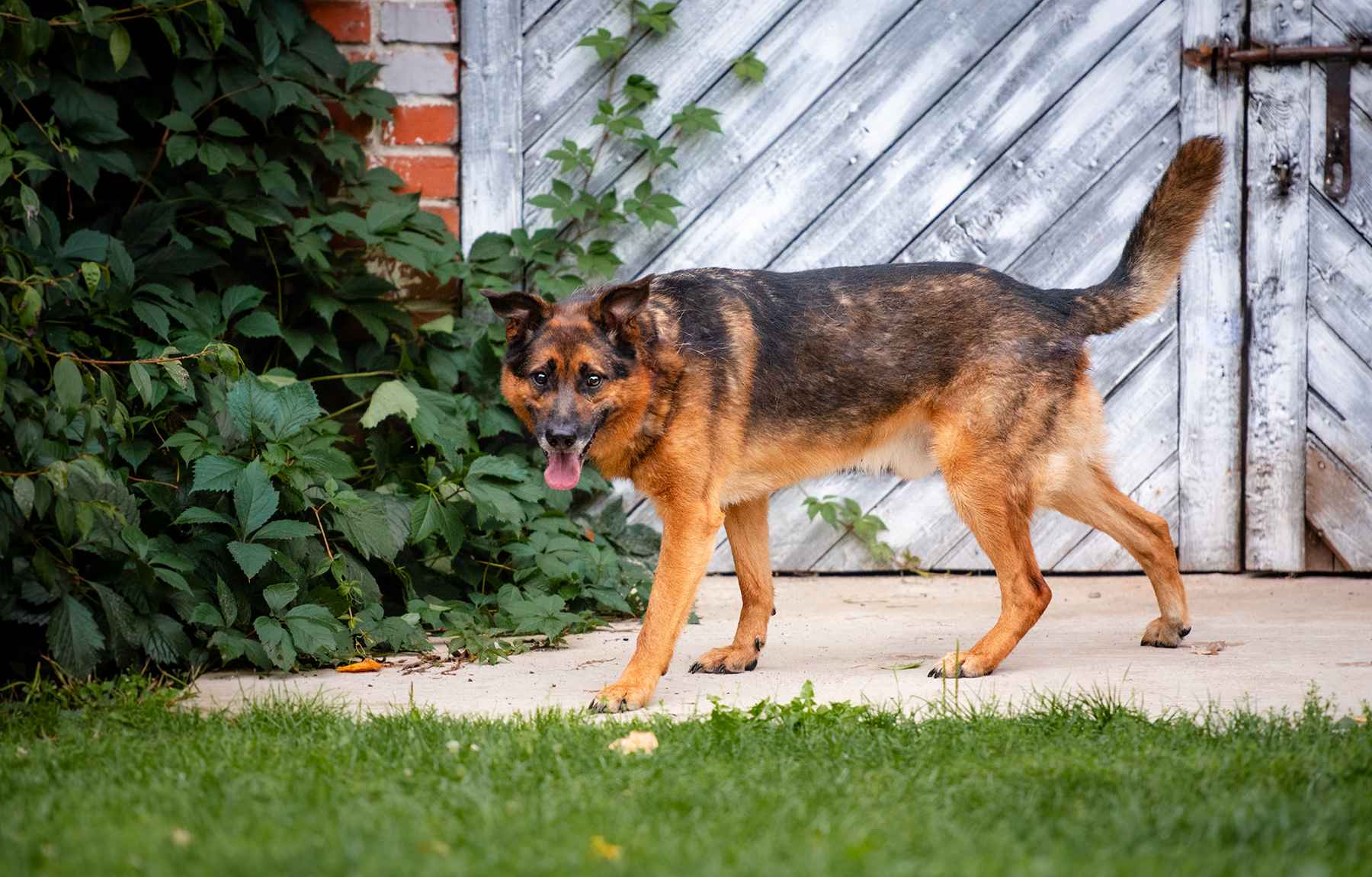 Lizak - kochany, przyjazny owczarek szuka domu Olsztyn - zdjęcie 5