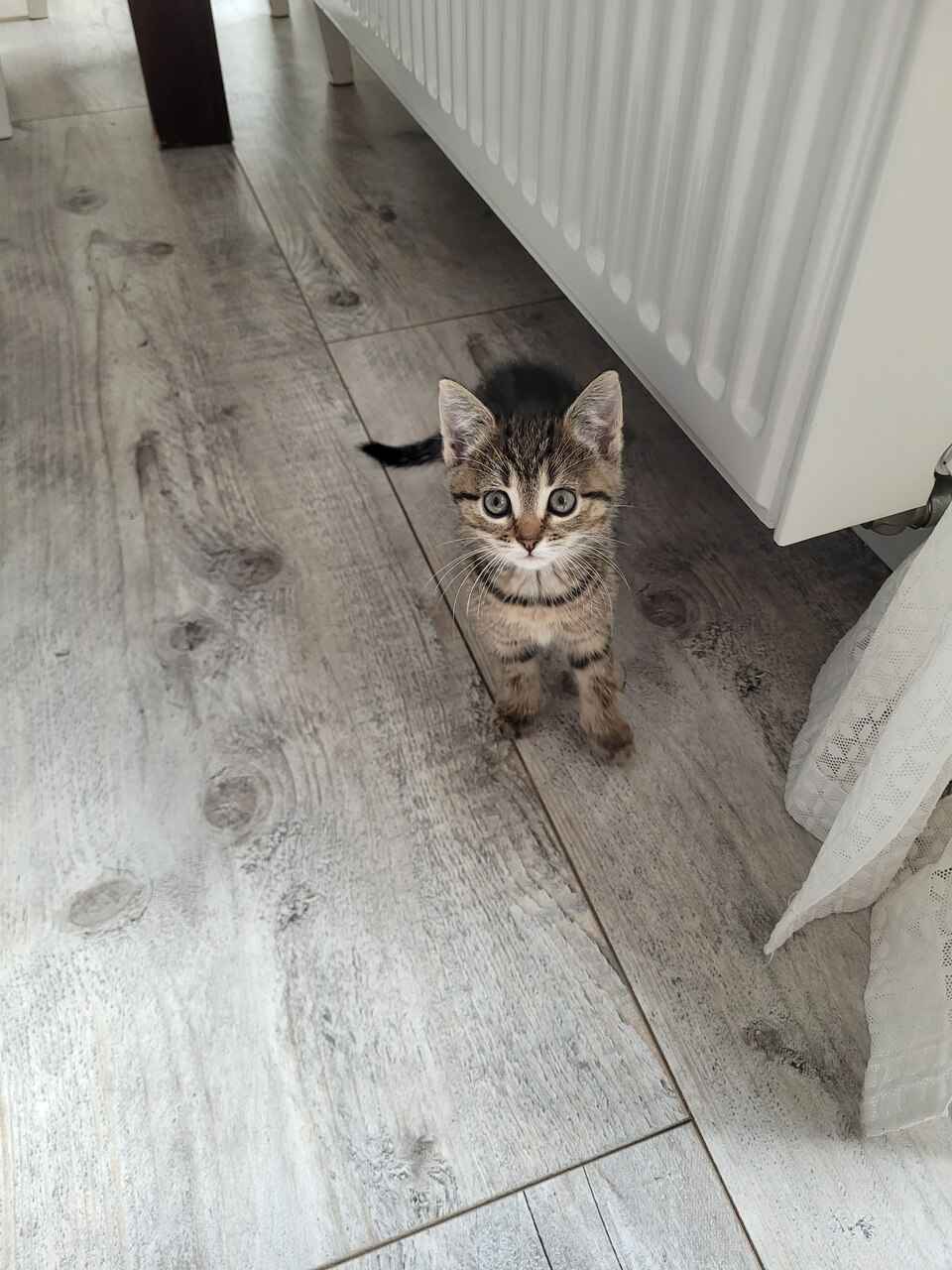 Cztery 8 tygodniowe kocięta szukają domów! Olsztyn - zdjęcie 6