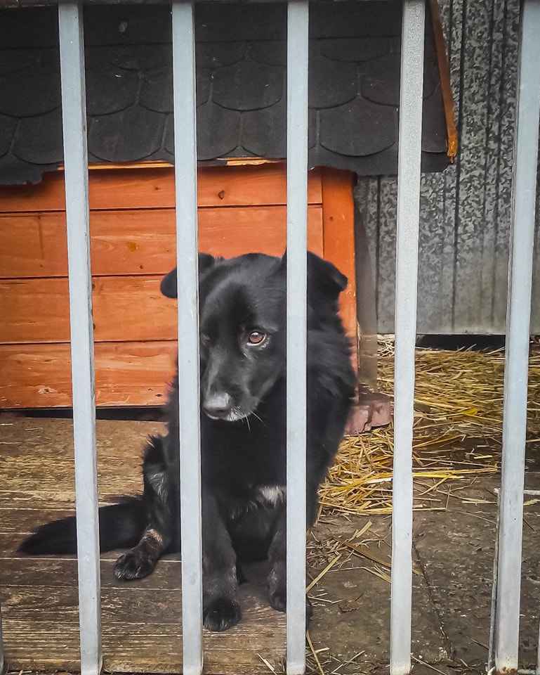 Malutki, młody, cały czarny BILBO pilnie szuka kochającego domu! :) Rembertów - zdjęcie 8