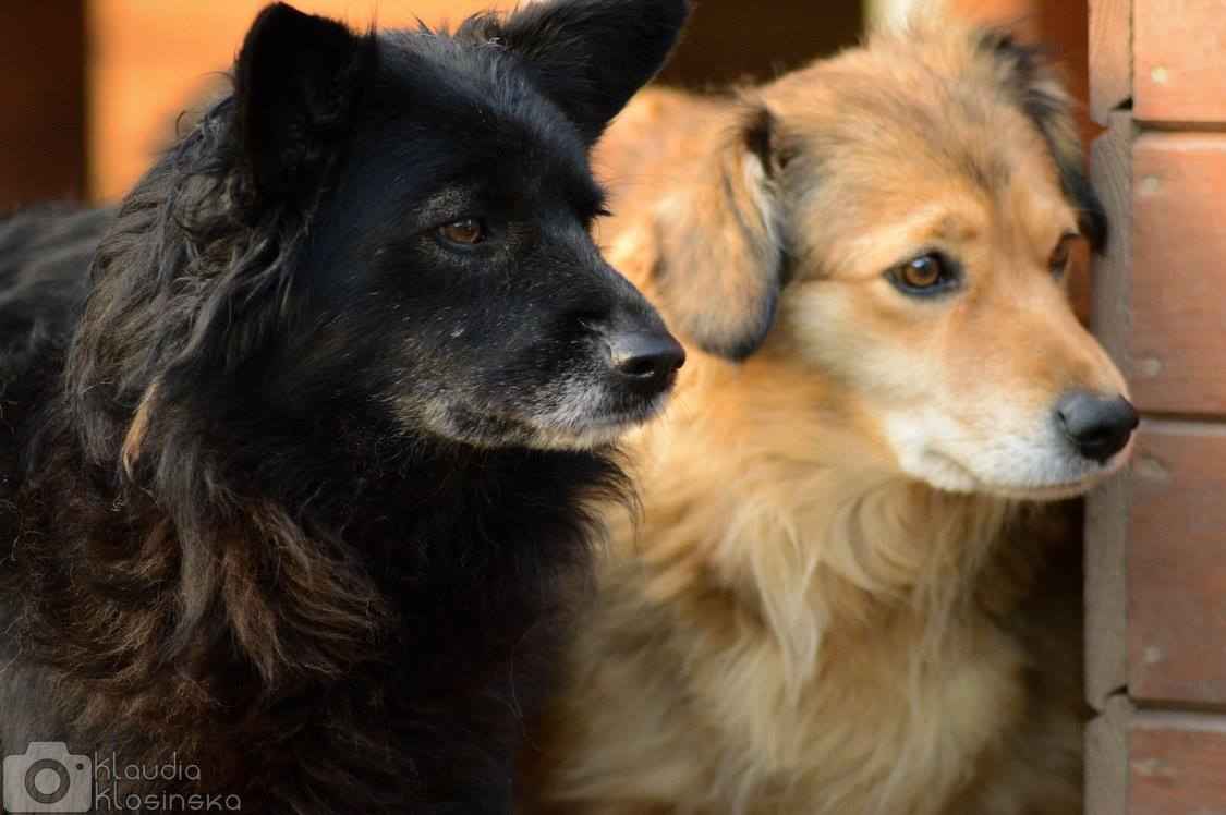 Bleki - psia indywidualistka szuka domu! Olsztyn - zdjęcie 2