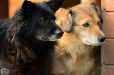 Bleki - psia indywidualistka szuka domu! Olsztyn - zdjęcie 2