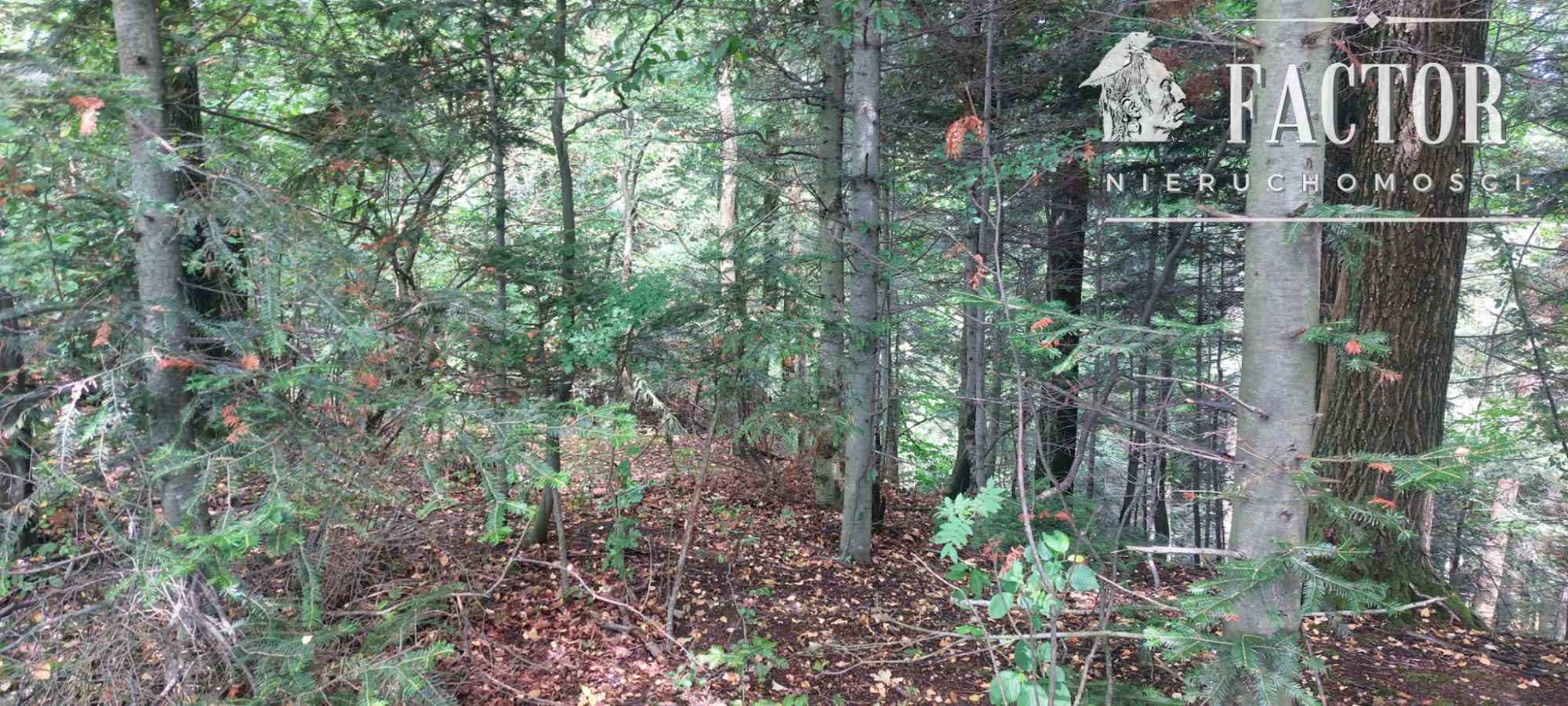 Stróżówka, las 0,95 ha, 1152S/2025 Stróżówka - zdjęcie 1