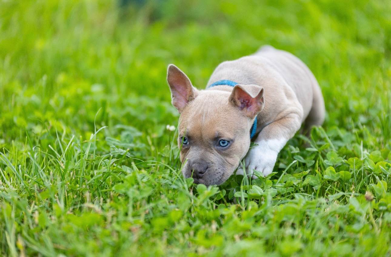 American Bully pocket Limanowa - zdjęcie 5