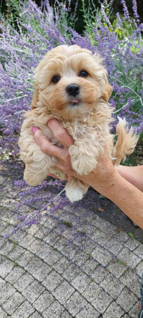 Szczeniaczek chłopiec Rosyjska Bolonka Kolorowa ZKwP FCI Daszewice - zdjęcie 3