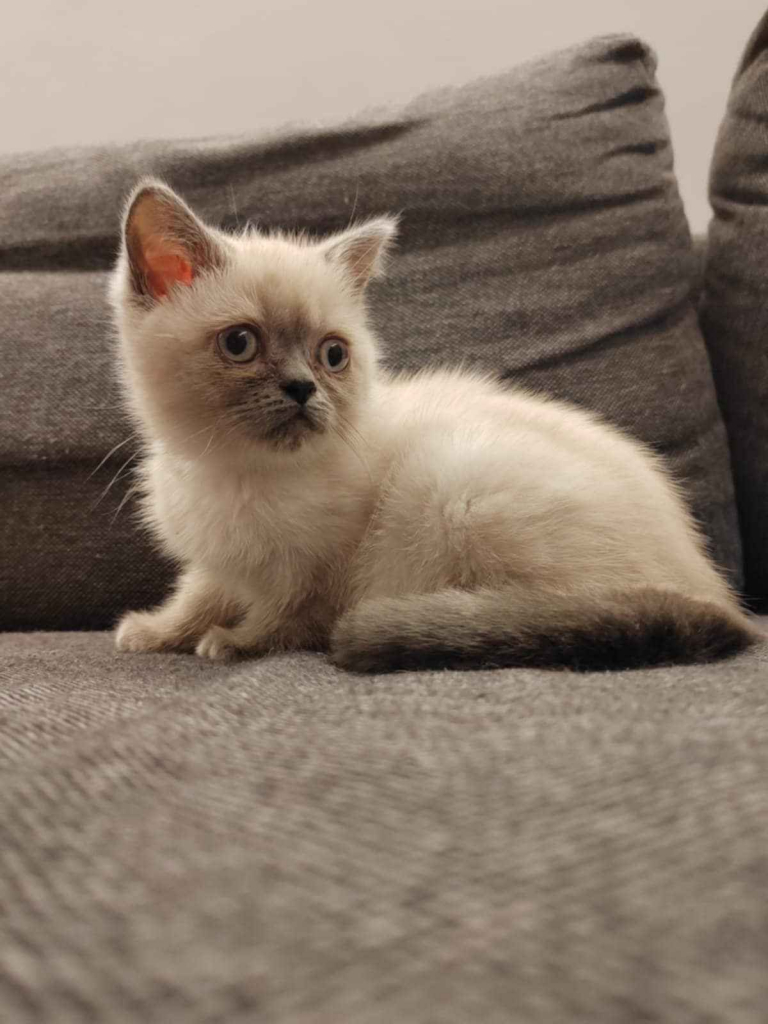 Kotki brytyjskie już do odbioru Ćmielów - zdjęcie 1