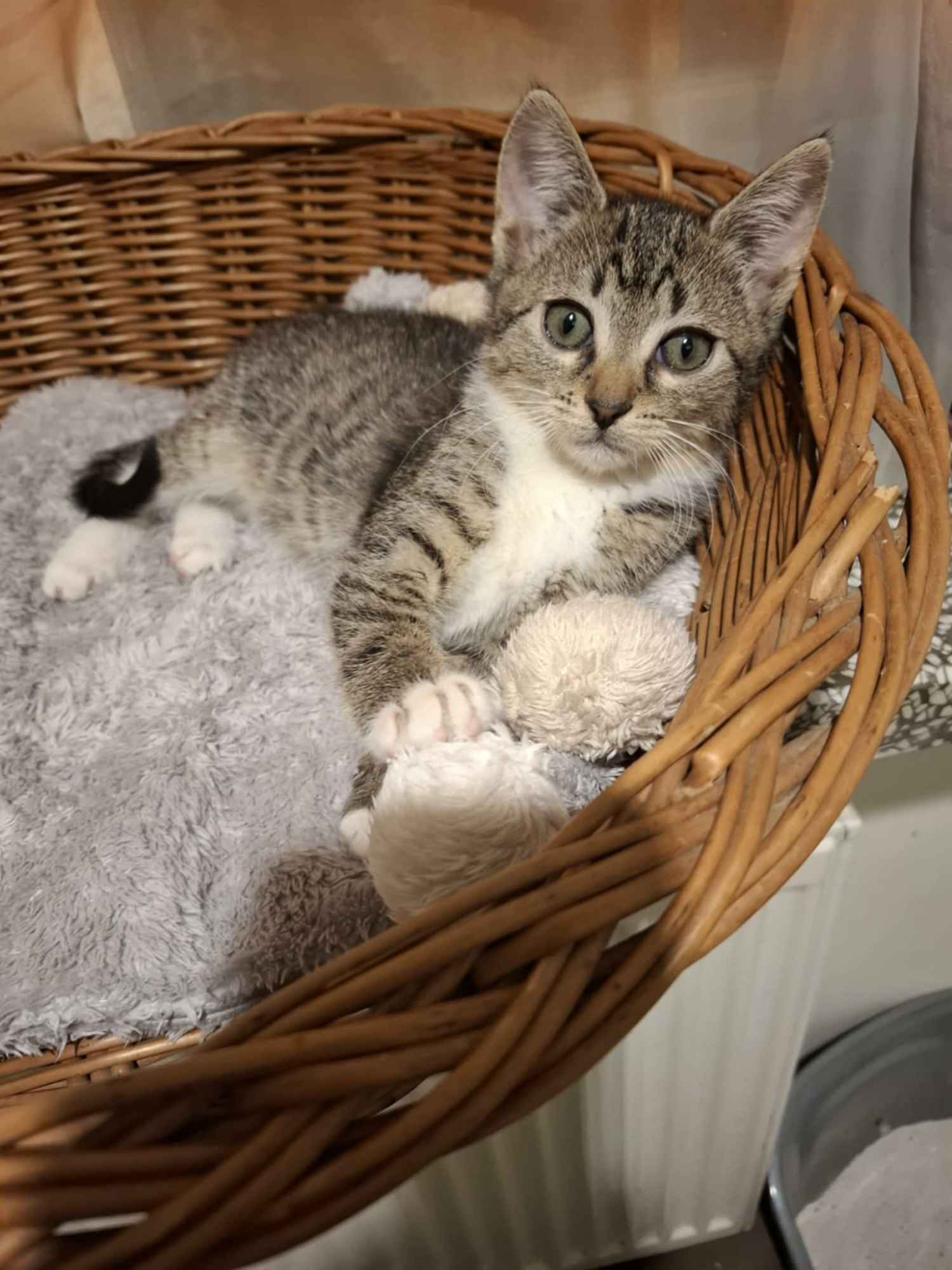 KOCIĘTA malutkie kociaki szukają domów! Olsztyn - zdjęcie 7