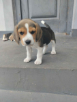 Beagle Busko-Zdrój - zdjęcie 4