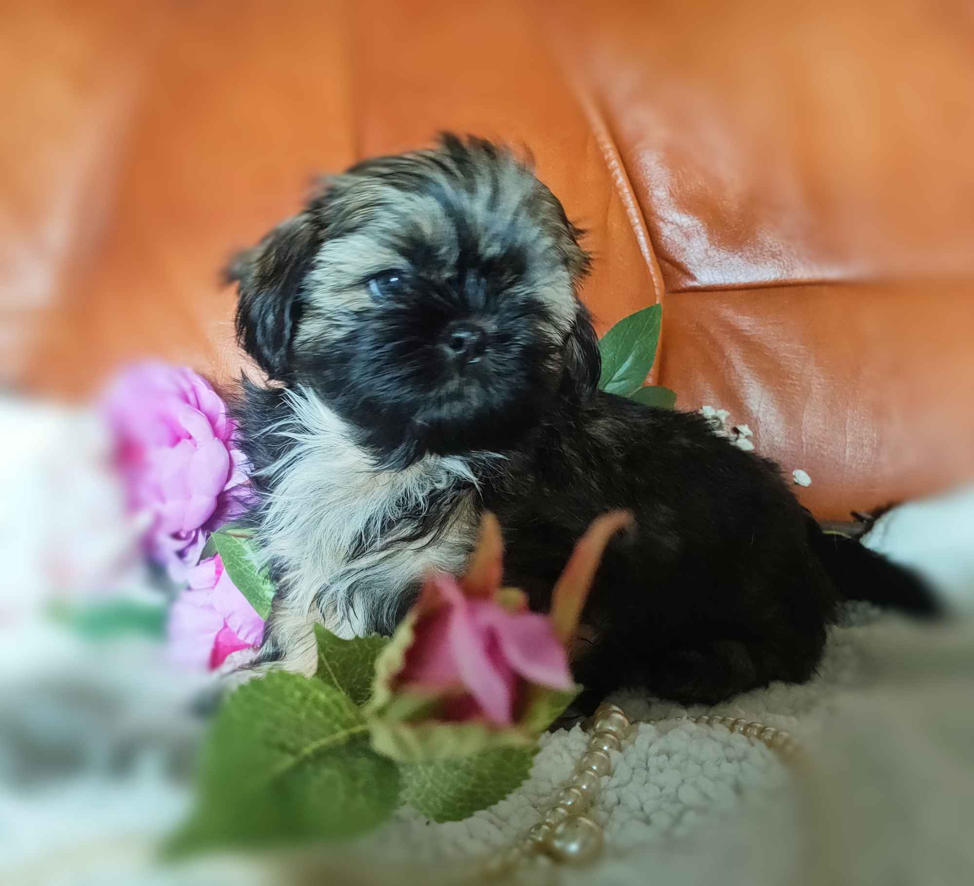 Shih tzu rasowe szczenięta Wałbrzych - zdjęcie 1