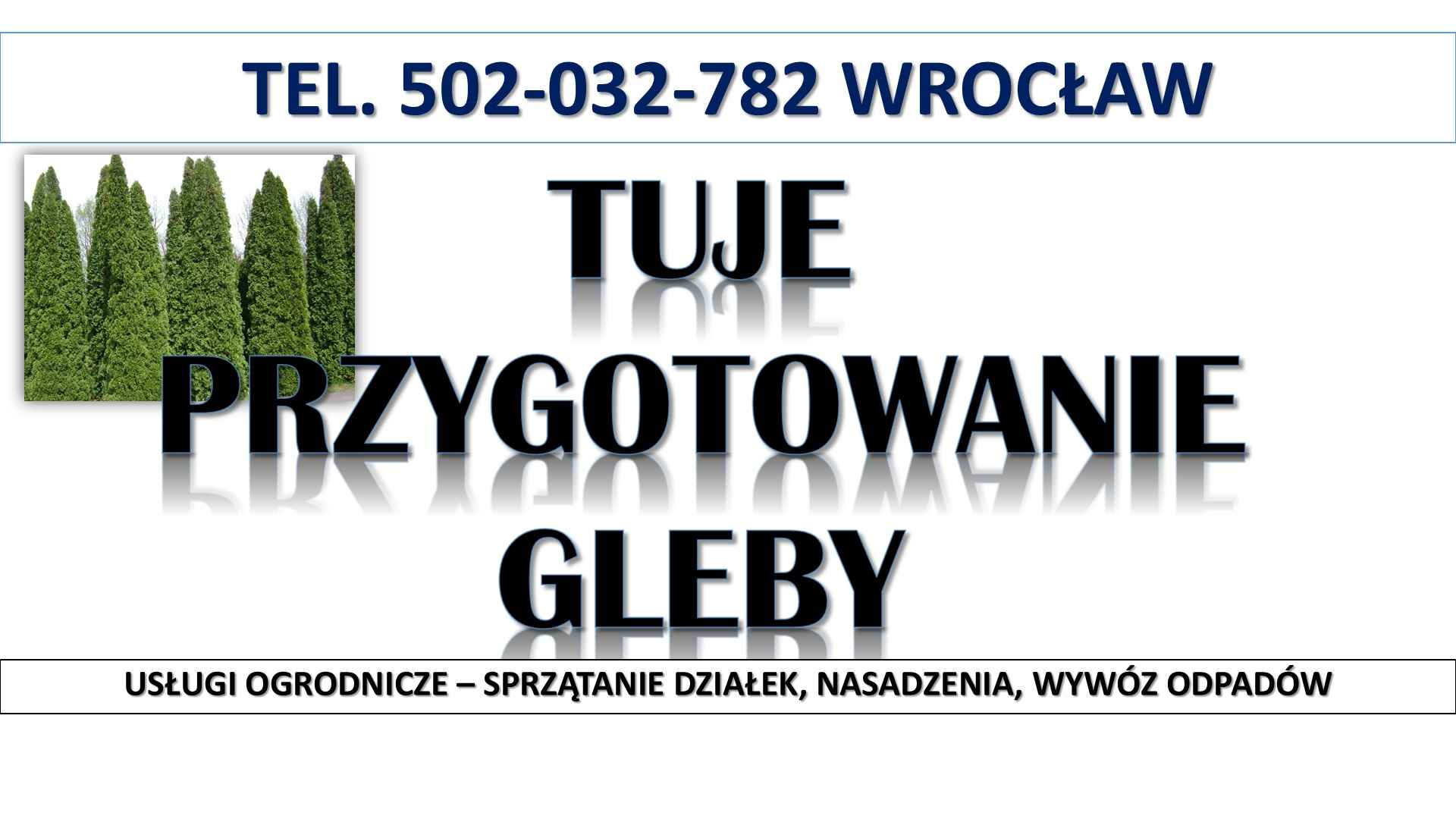 Tuje  sadzenie, cena,  t.504746203. Wrocław, Nasadzenie tui, żywopłot. Psie Pole - zdjęcie 3