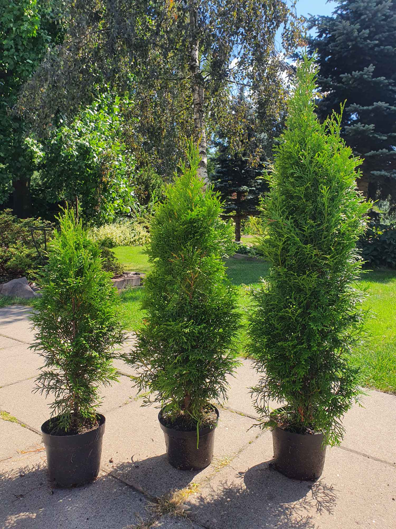 Thuja szmaragd Teolin - zdjęcie 2