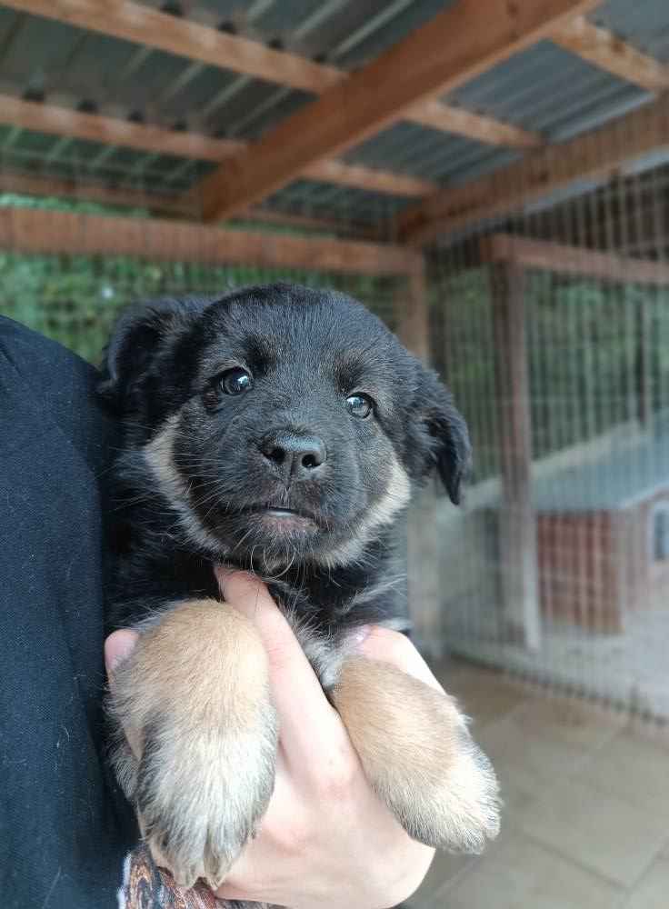 Sali - 8 tygodniowa, wesoła sunia SZCZENIAK adopcja Olsztyn - zdjęcie 1