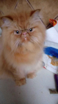 Kot Pers Krowodrza - zdjęcie 1