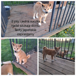Akita japońska gotowa do odbioru Koło - zdjęcie 1