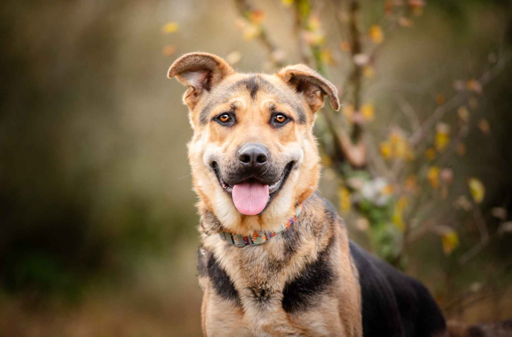 Magnus - młodziutki, wesoły, przyjazny psiak! Olsztyn - zdjęcie 7