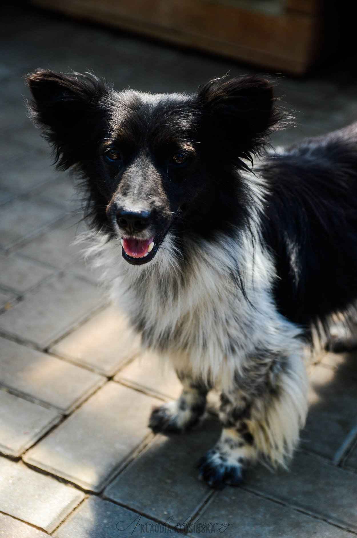 Pędzel - przecudny, niewielki psiak szuka domu! Olsztyn - zdjęcie 6
