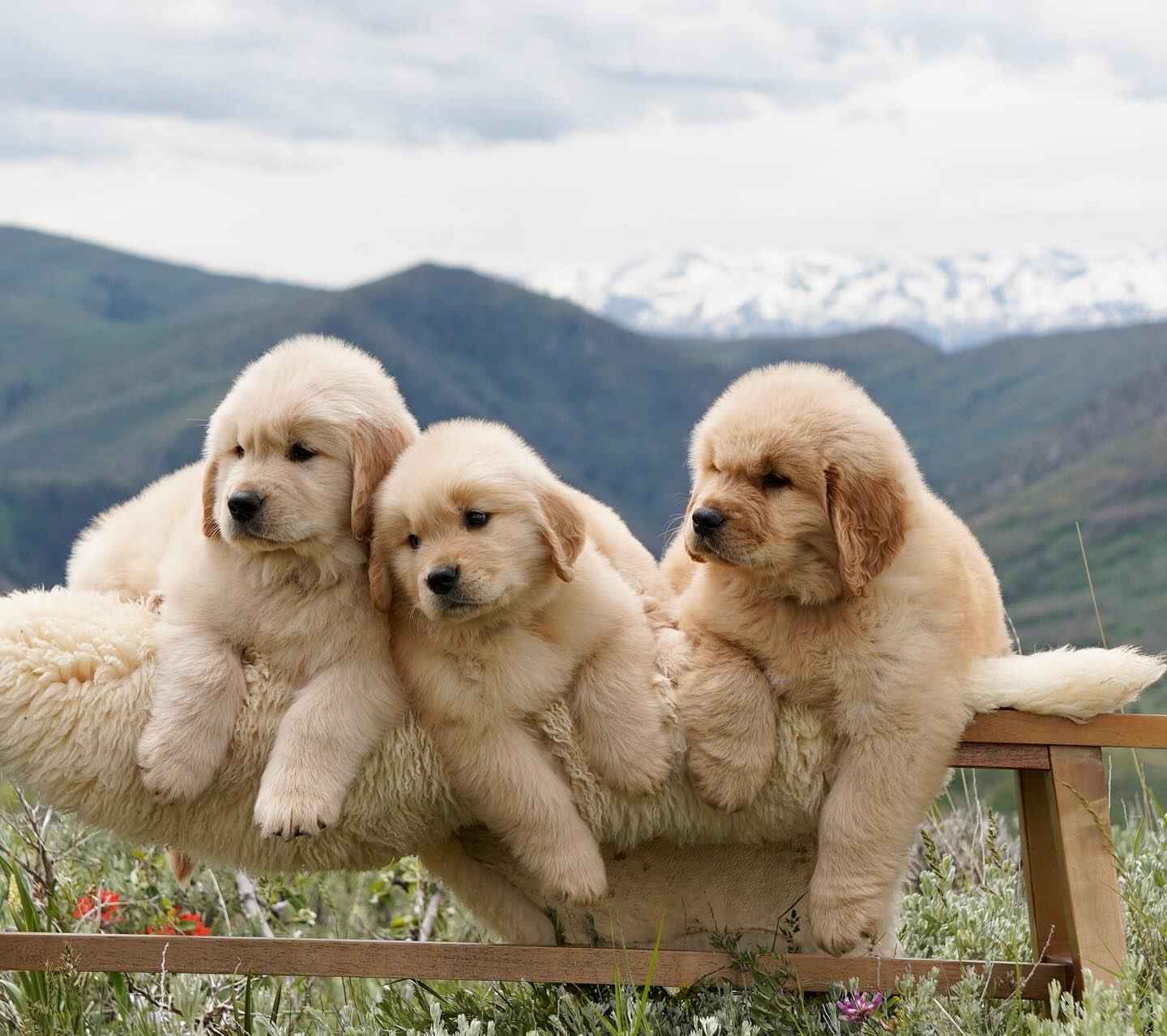 Złoty Retriver Krokowa - zdjęcie 4