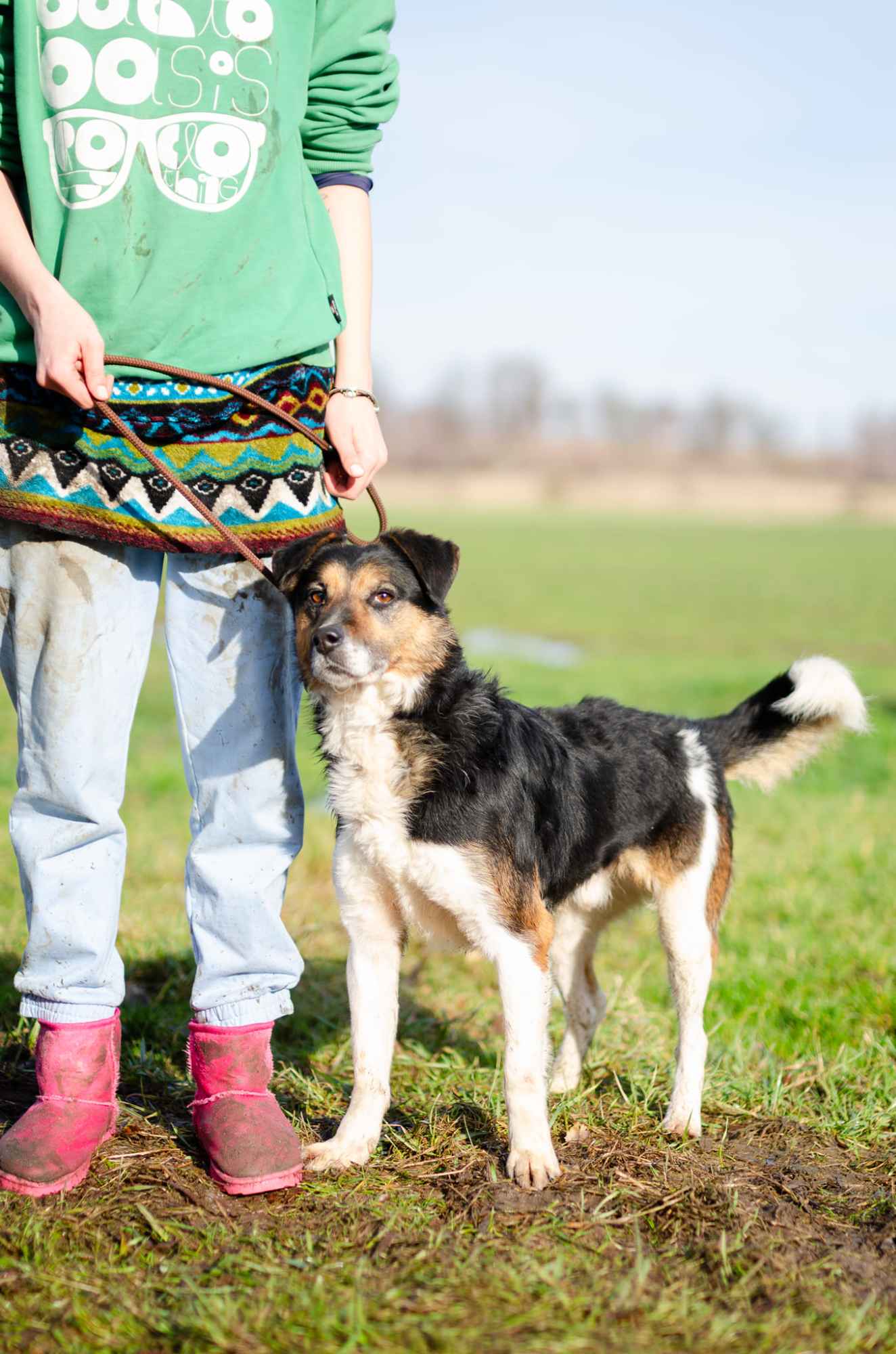 Lewel - przyjazny tricolor szuka domu! Olsztyn - zdjęcie 4