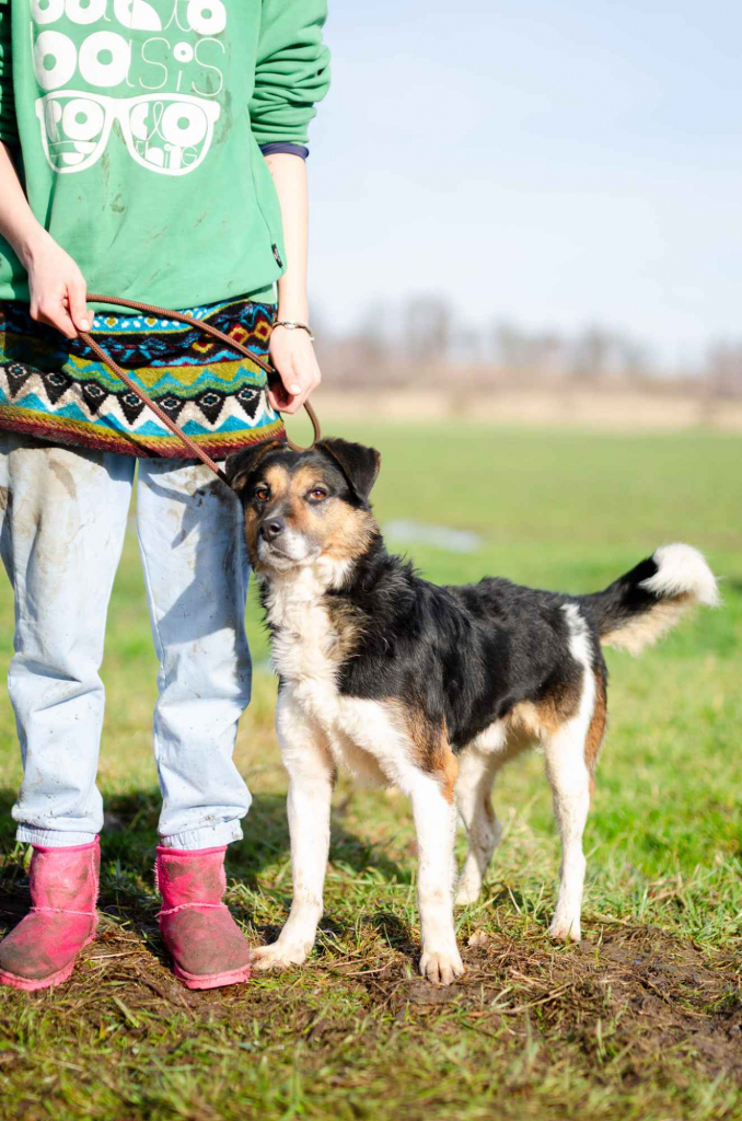 Lewel - przyjazny tricolor szuka domu! Olsztyn - zdjęcie 4
