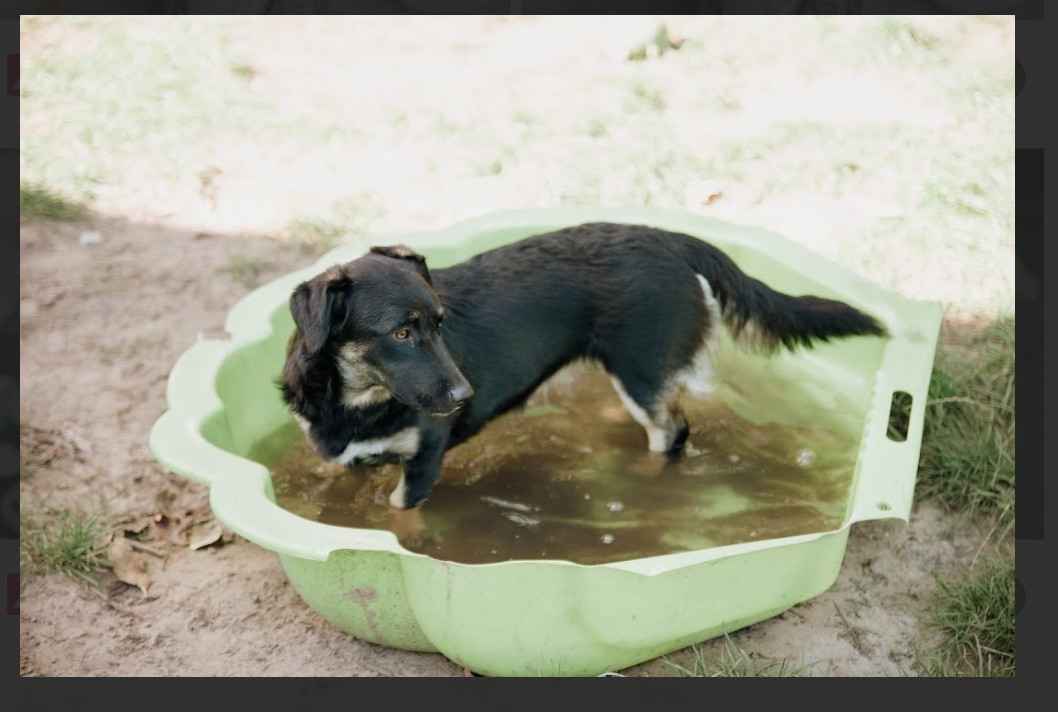 9 miesięczna Pępula, łągodna i kochana sunia! Olsztyn - zdjęcie 4