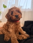 Piękny piesek Cavapoo