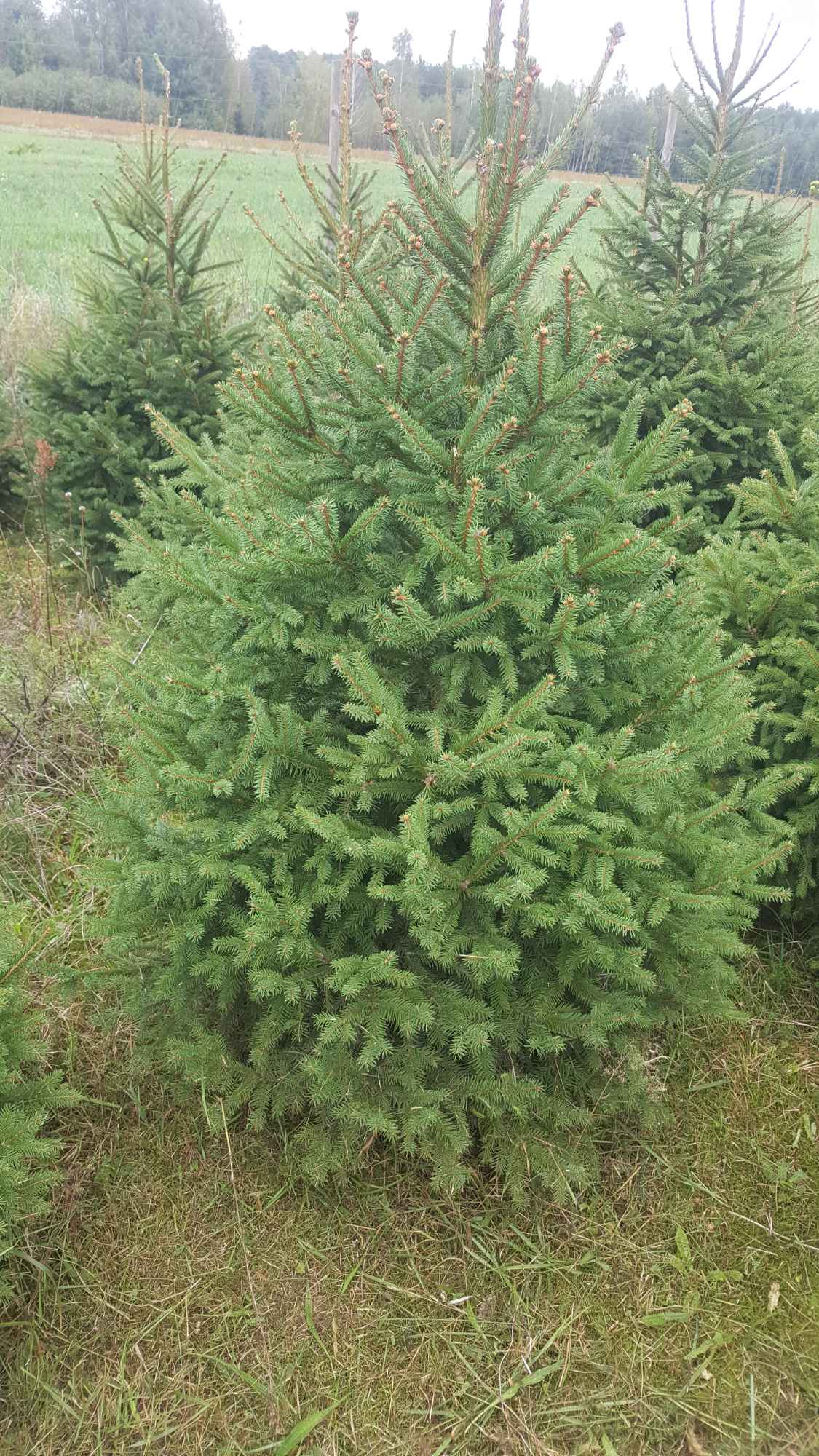 Choinki prosto z  własnej plantacji Rębków - zdjęcie 3