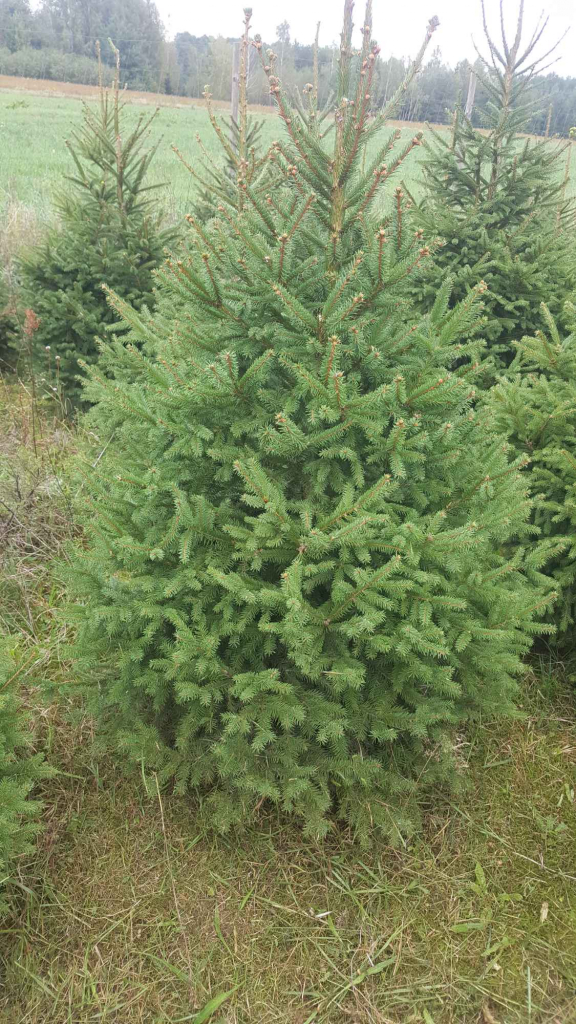 Choinki prosto z  własnej plantacji Rębków - zdjęcie 3