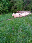 Baran do owiec Mszana Dolna - zdjęcie 3
