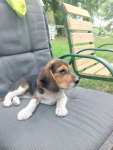 Suczki Beagle tricolor szukają domów Wronowo - zdjęcie 4