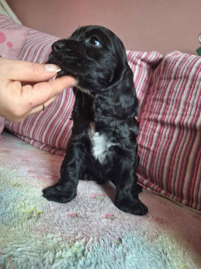 Cockier spaniel Elbląg - zdjęcie 1