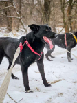 Majestatyczny, turbo aktywny, młody psiak do adopcji! :) Bielany - zdjęcie 4