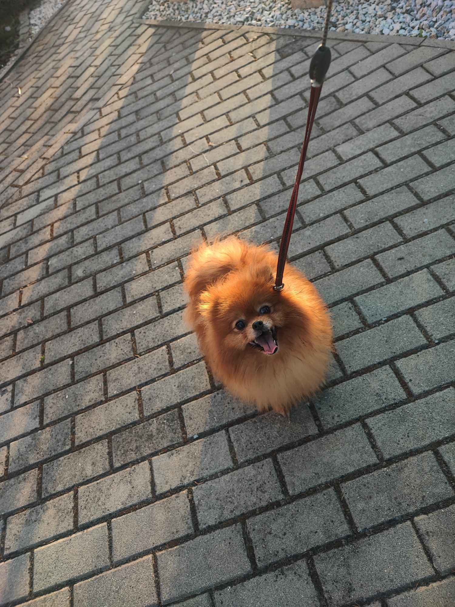 Pomeranian suczka dorosla Bolesławiec - zdjęcie 2