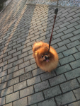 Pomeranian suczka dorosla Bolesławiec - zdjęcie 2