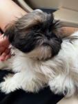 Piesek Shih-Tzu Tricolor Nowe Miasto - zdjęcie 3