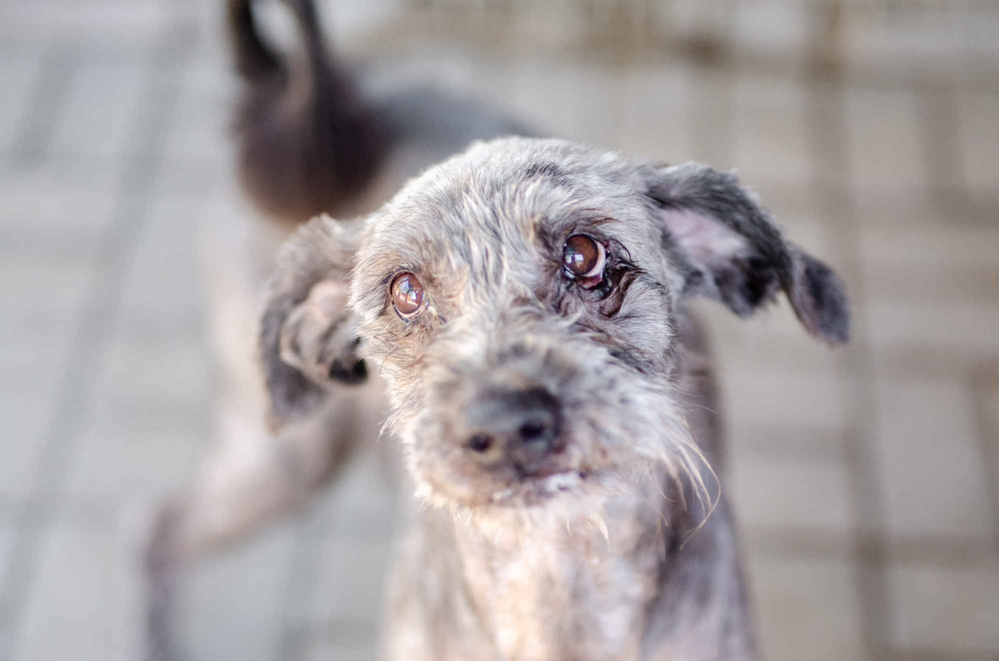 Misiek - przyjazny, wesoły psiak szuka domu! Olsztyn - zdjęcie 4