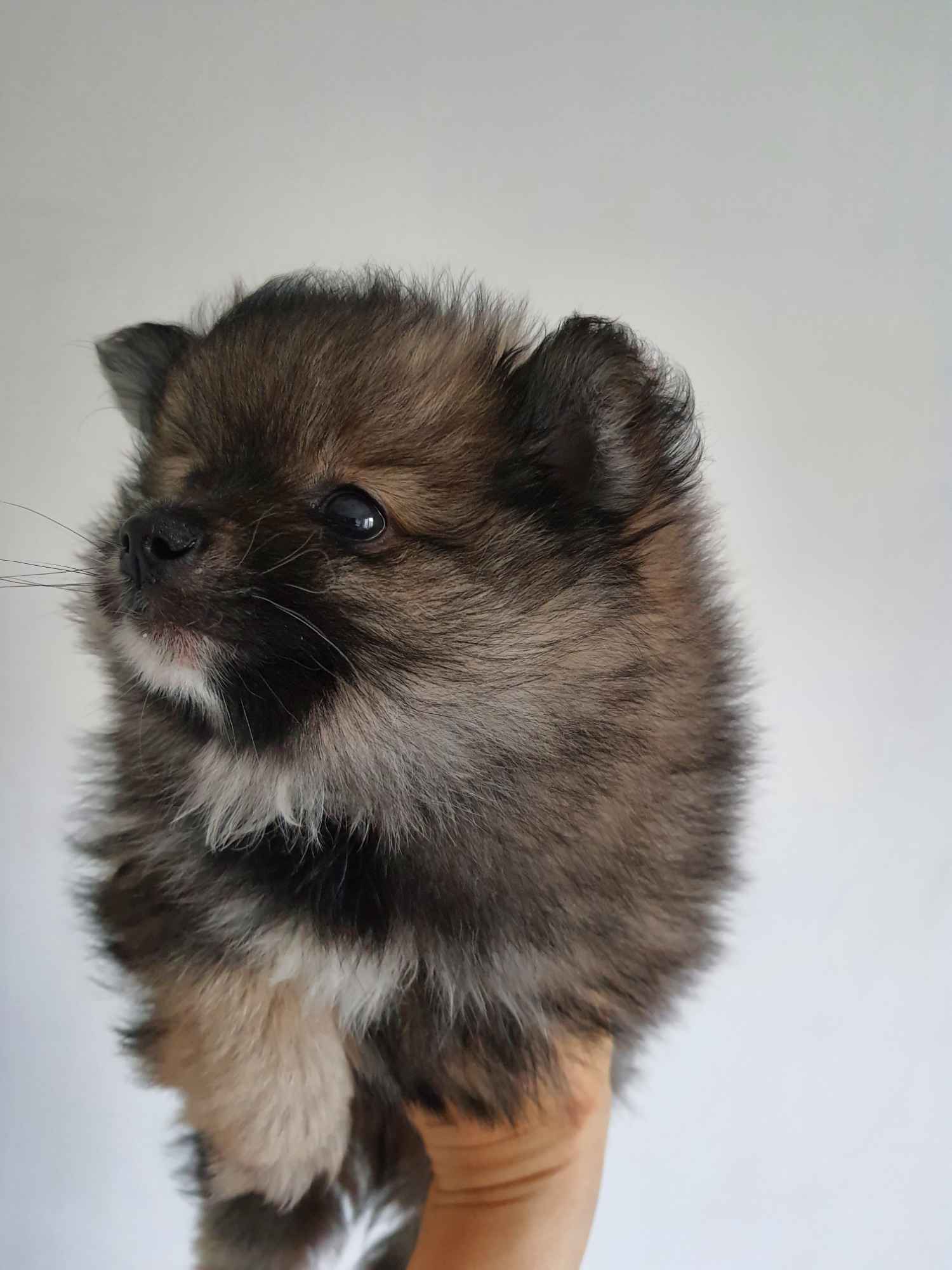 Sprzedam  Szpic miniaturowy Pomeranian Szczecin - zdjęcie 3