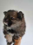 Sprzedam  Szpic miniaturowy Pomeranian Szczecin - zdjęcie 3