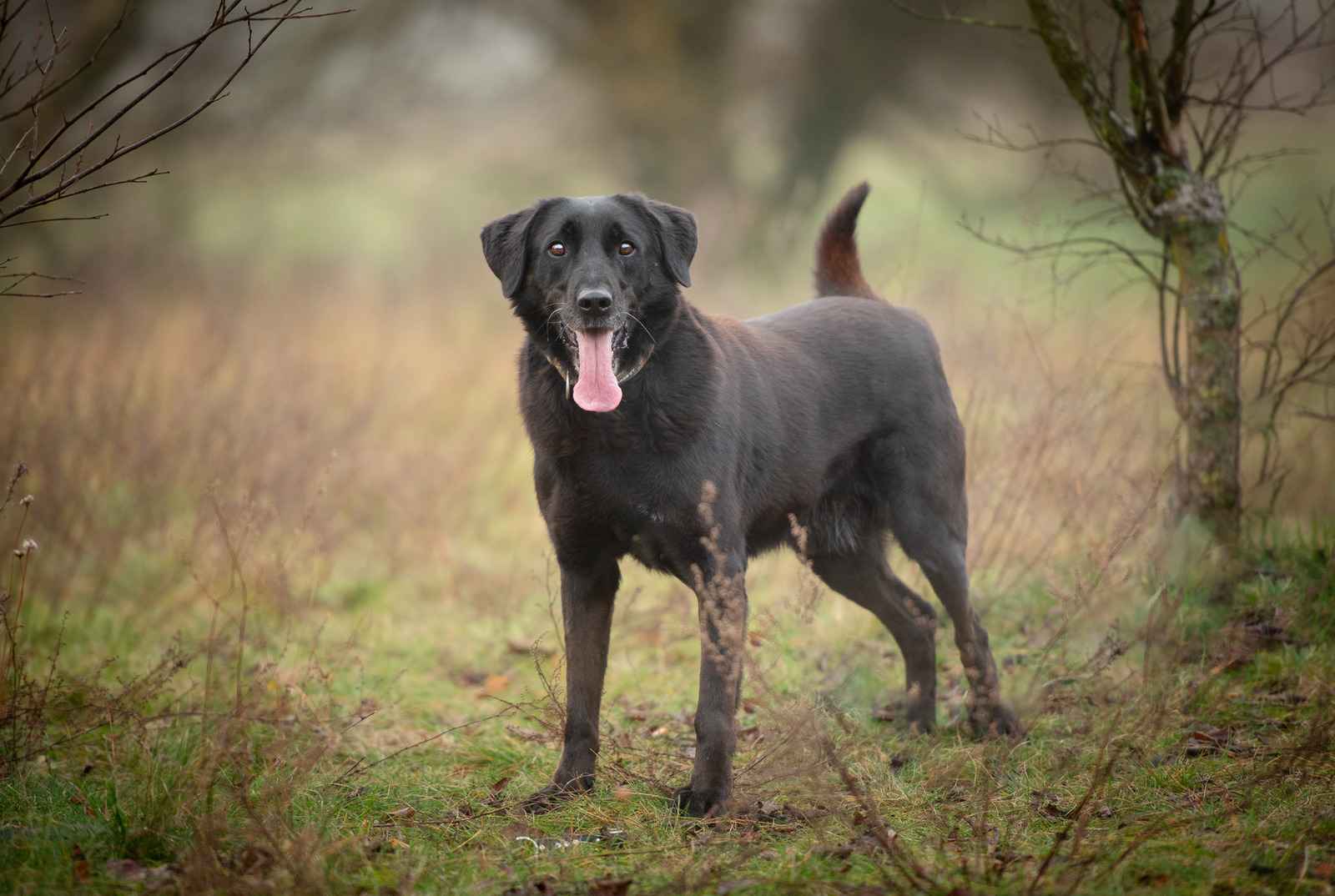 Uśmiechnięty Portos w typie labradora szuka domu! Olsztyn - zdjęcie 6
