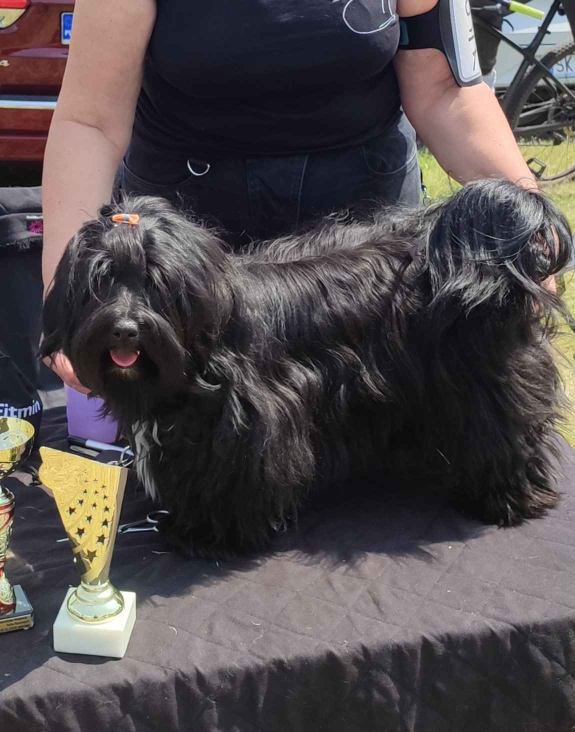 Hawańczyk z rodowodem Poniec - zdjęcie 6