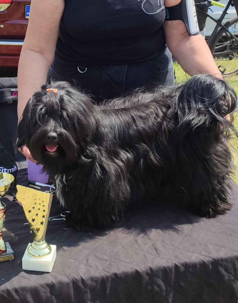 Hawańczyk z rodowodem Poniec - zdjęcie 6