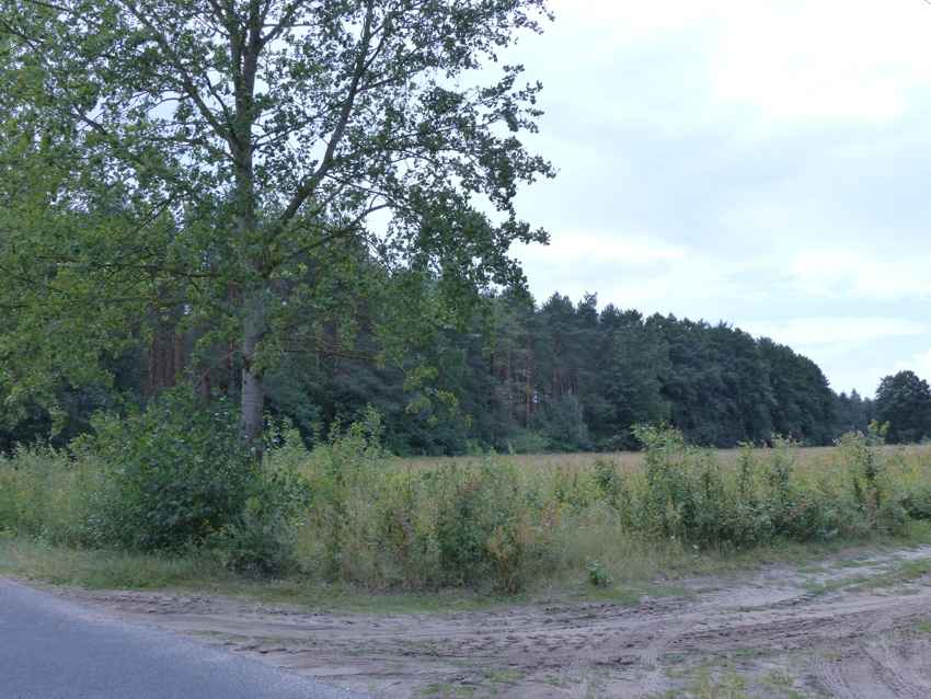 Działki rolno-budowlane razem 8,85ha Małomin - zdjęcie 5