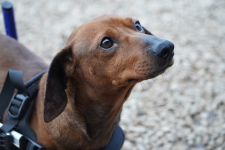 Blues szuka domu Łętkowice - zdjęcie 2