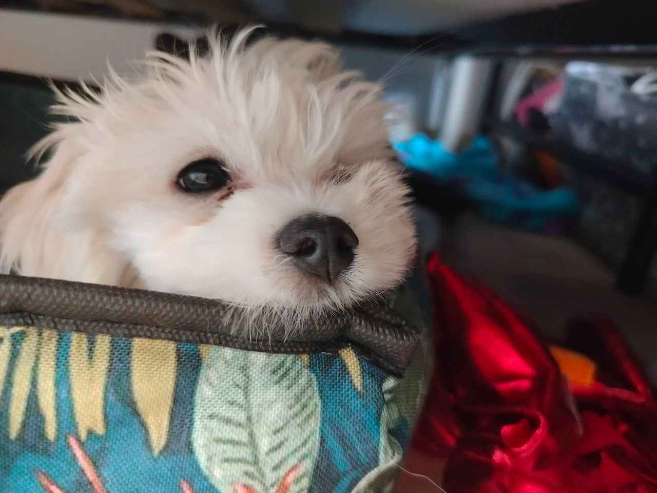 Szczeniak Maltańczyk na sprzedaż Działdowo - zdjęcie 3